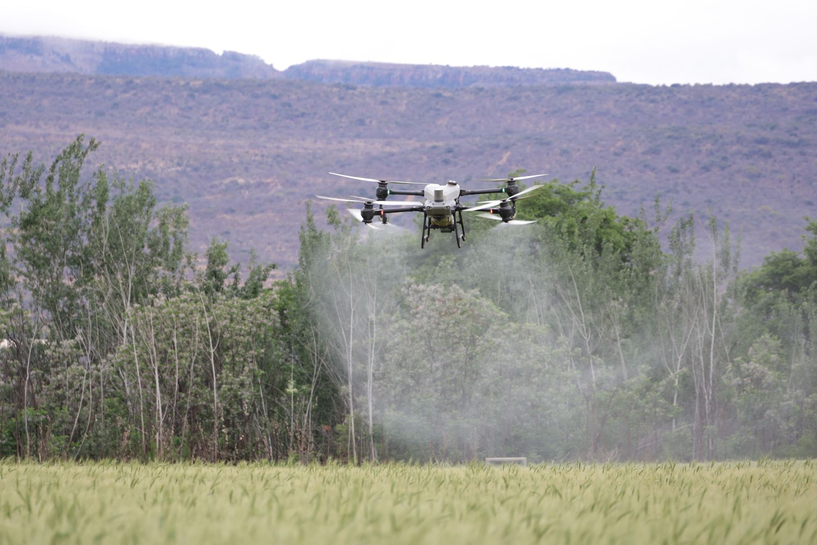 Agricultural drone spraying over a green field